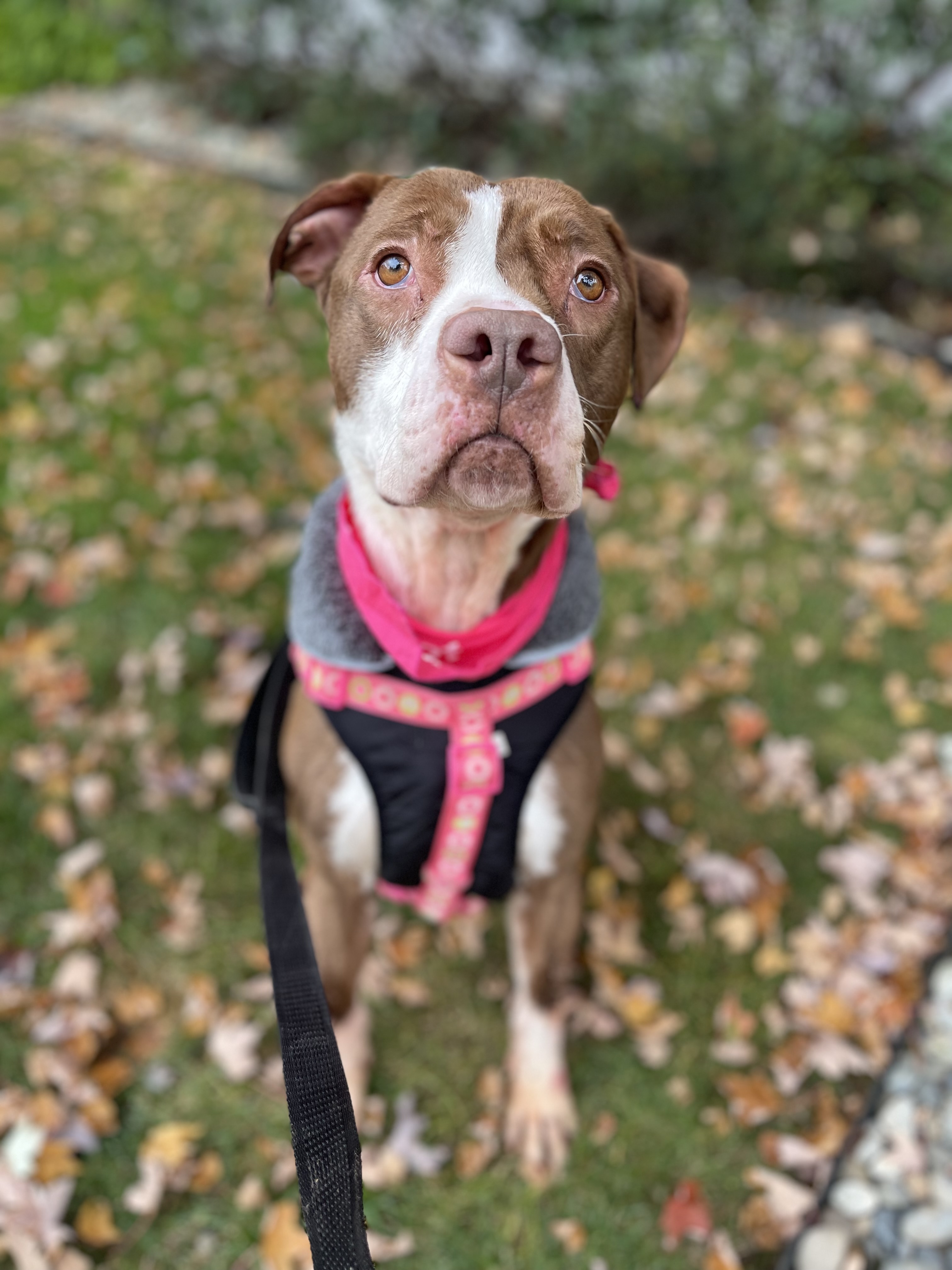 Delilah, a Adoptable mixed breed in lynnwood , WA image 2/6