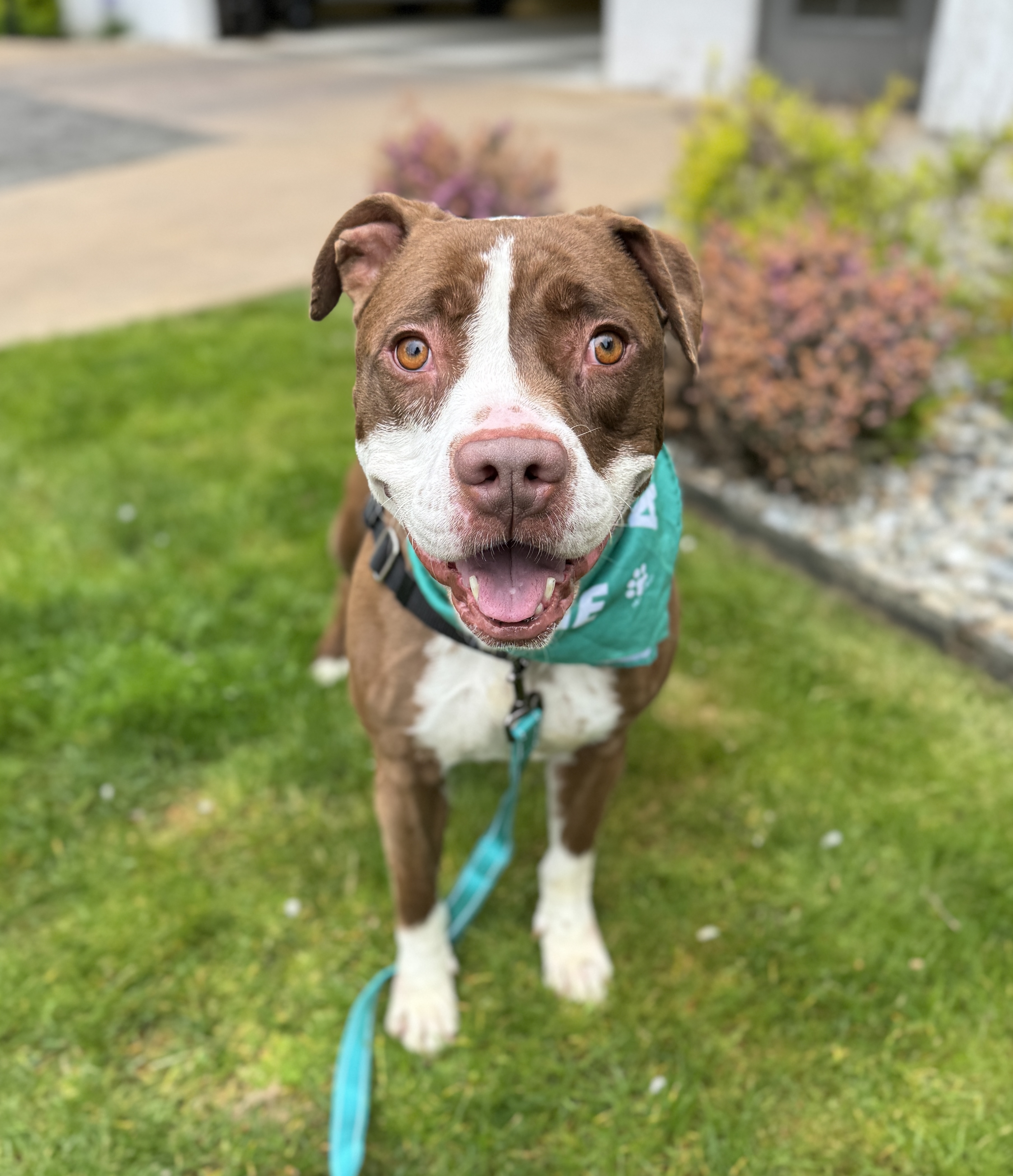 Delilah, a Adoptable mixed breed in lynnwood , WA image 3/6