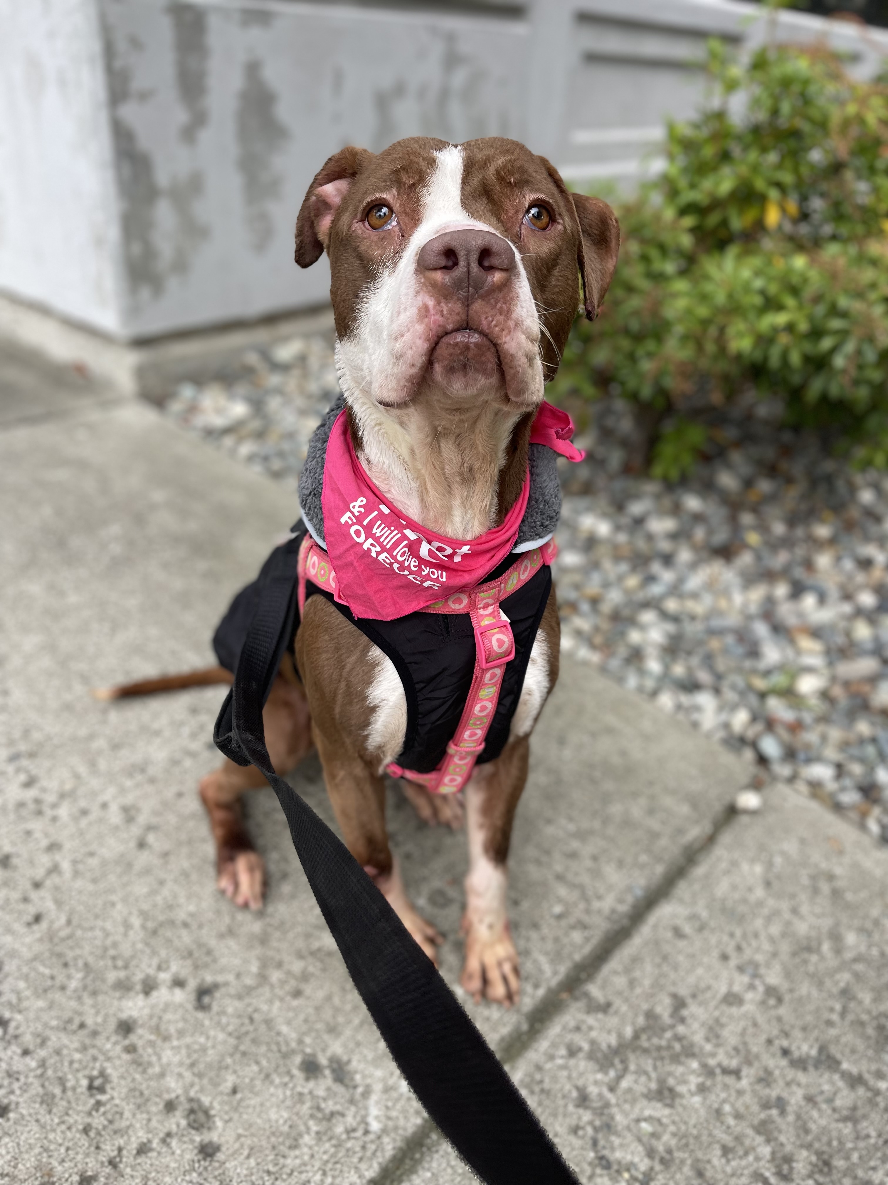 Delilah, a Adoptable mixed breed in lynnwood , WA image 6/6