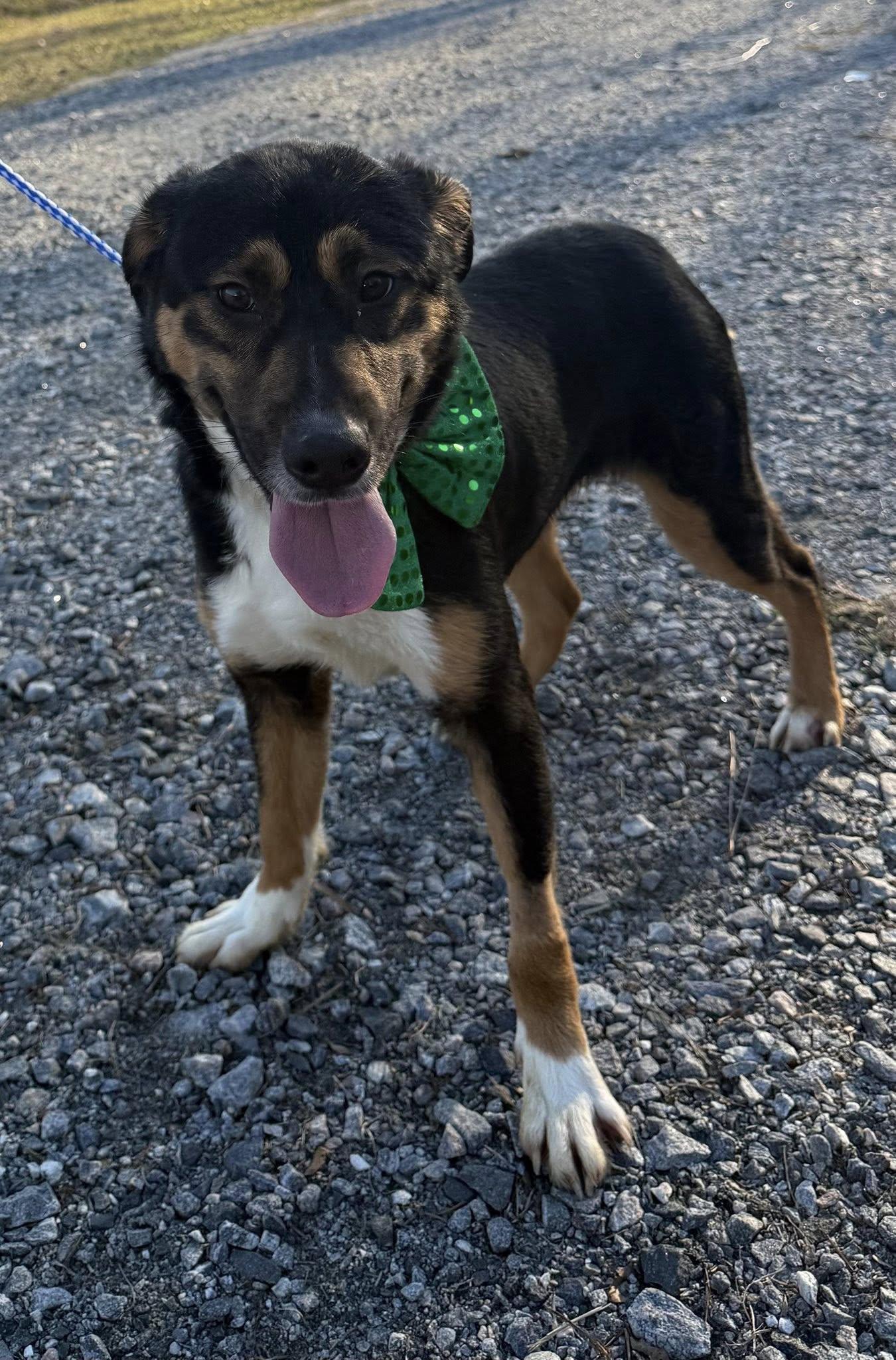 Bumper, ADOPTABLE, Young Male Australian Cattle Dog / Blue Heeler.