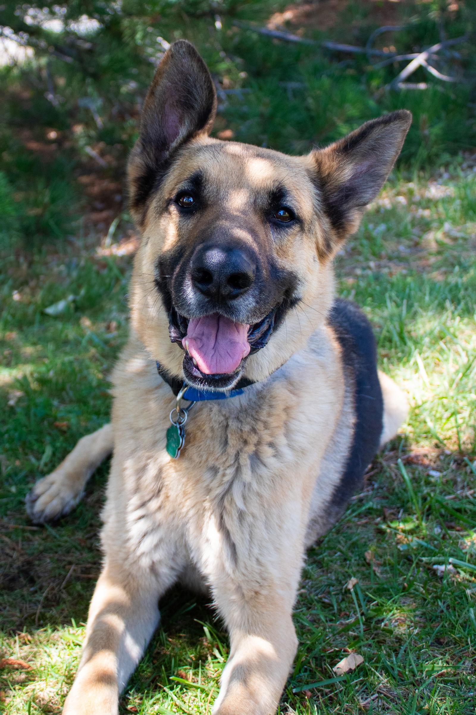 Seuss, a Adoptable German Shepherd Dog image 3/3