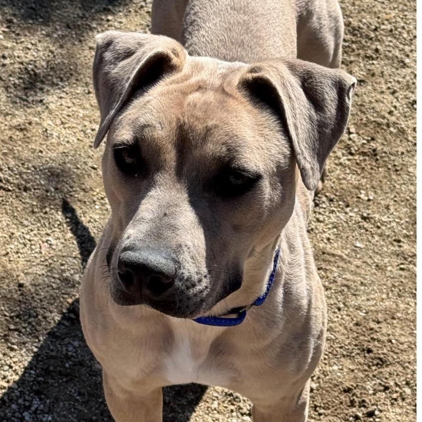 Nylah, Adoptable, Adult Female Pit Bull Terrier.