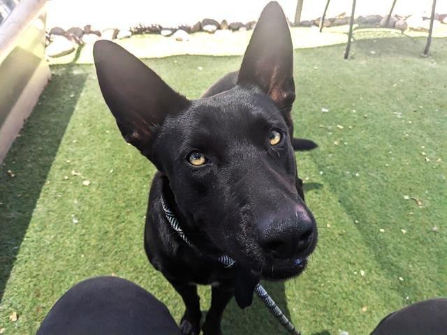 Enlarge LUCKY, a Adopted German Shepherd Dog in Chandler, AZ image 1/1