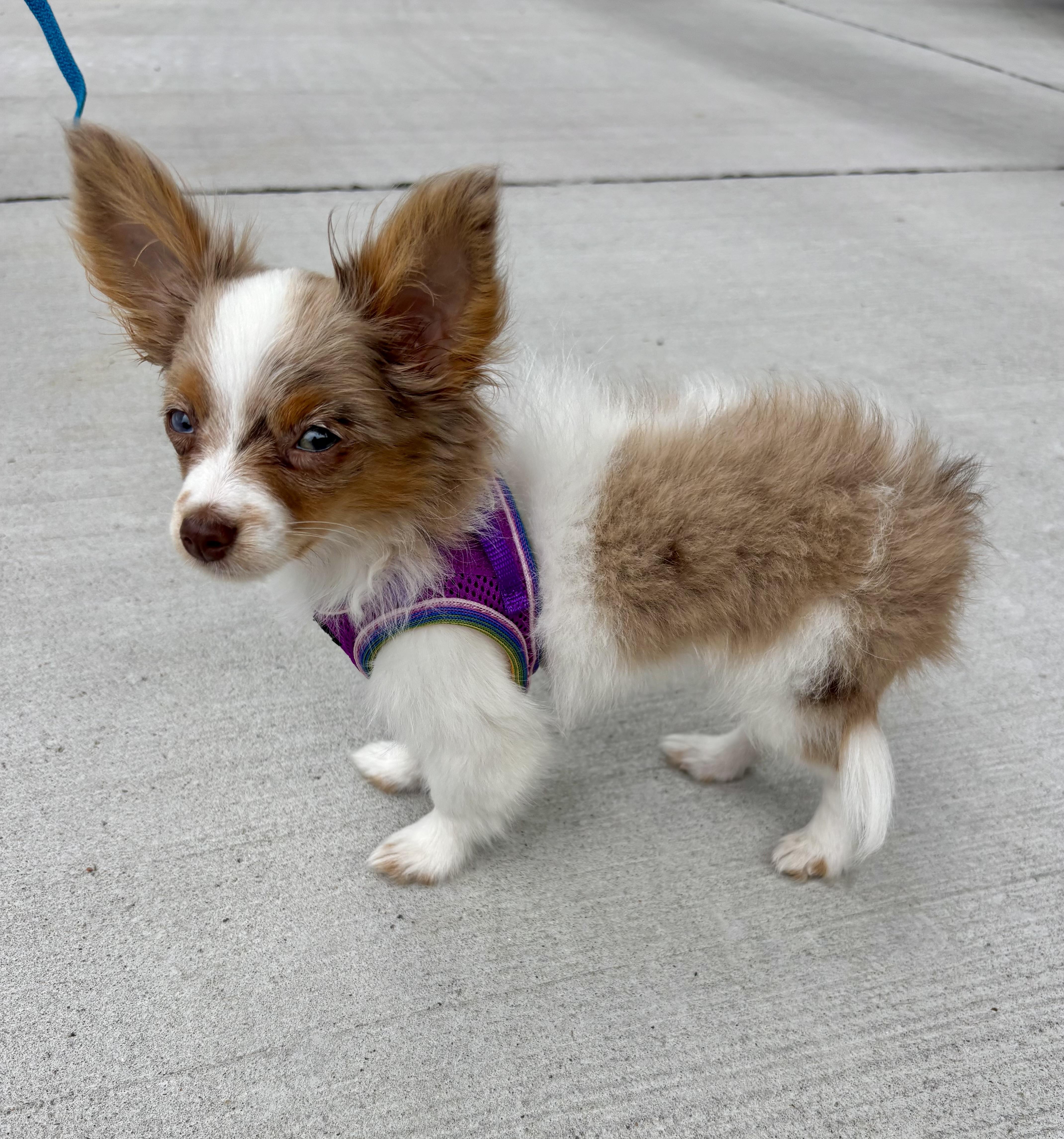 Jolene (Dolly Pawton Litter)/Ivy, Adopted, Young Female Australian Shepherd.