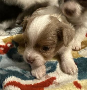 Enlarge Jolene (Dolly Pawton Litter)/Ivy, a Adopted mixed breed in Arlington, TX image 2/3