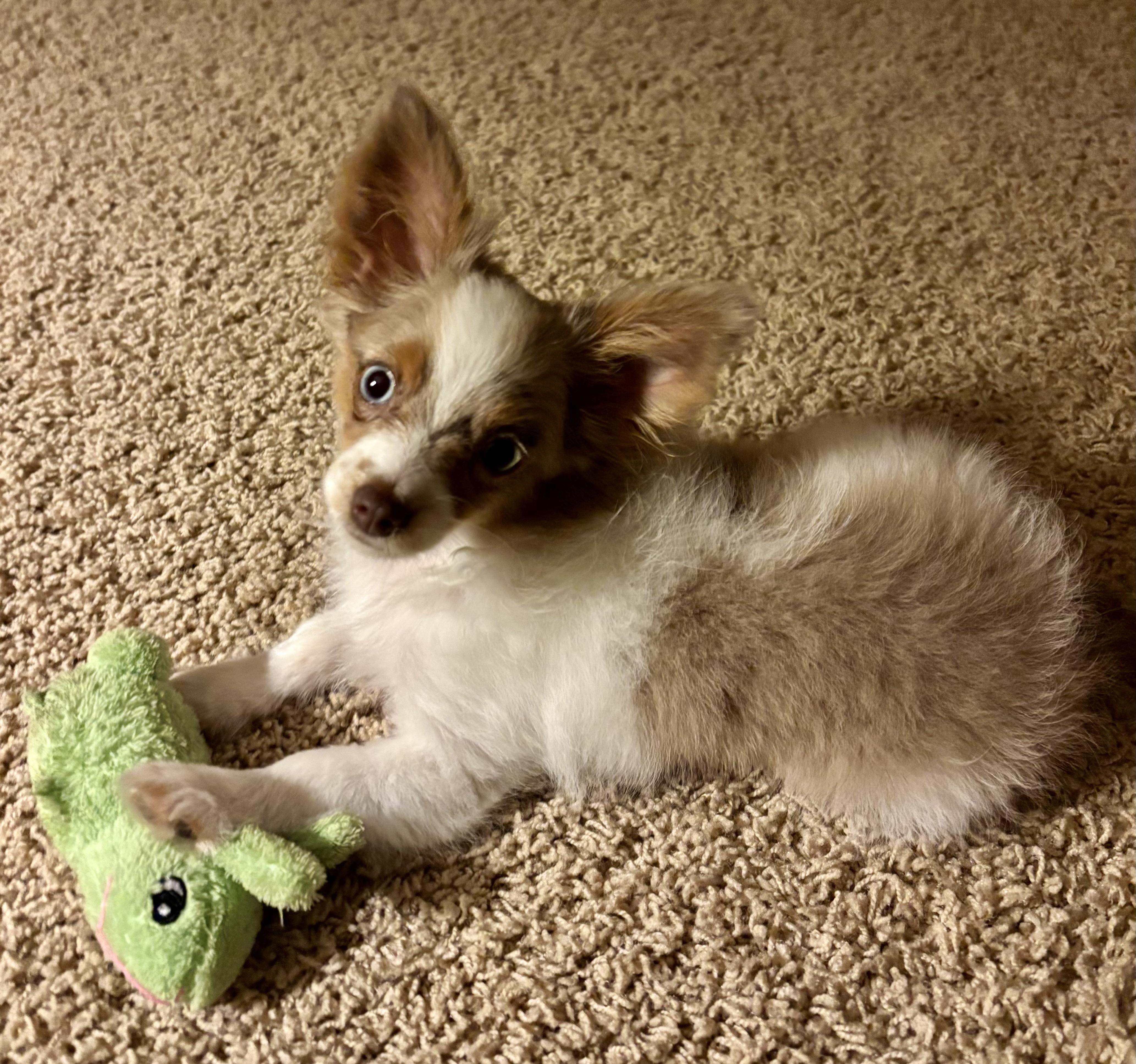 Enlarge Jolene (Dolly Pawton Litter)/Ivy, a Adopted mixed breed in Arlington, TX image 3/3