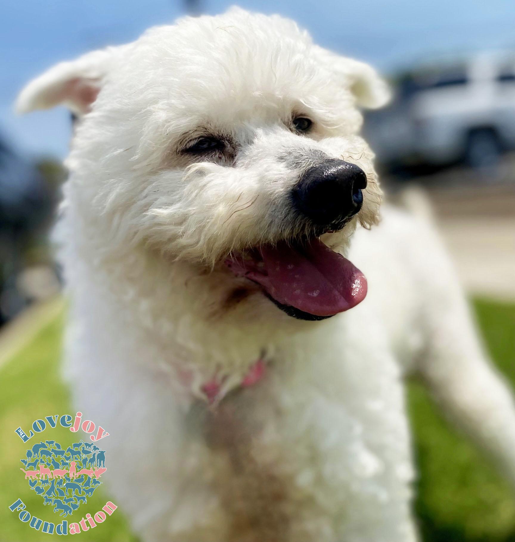 Buddy COH, Adoptable, Senior Male Miniature Poodle.