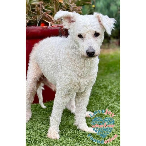 Enlarge Buddy COH, a Adoptable mixed breed in Inglewood, CA image 3/3