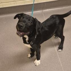 Bess, Adoptable, Puppy Female Mixed Breed.