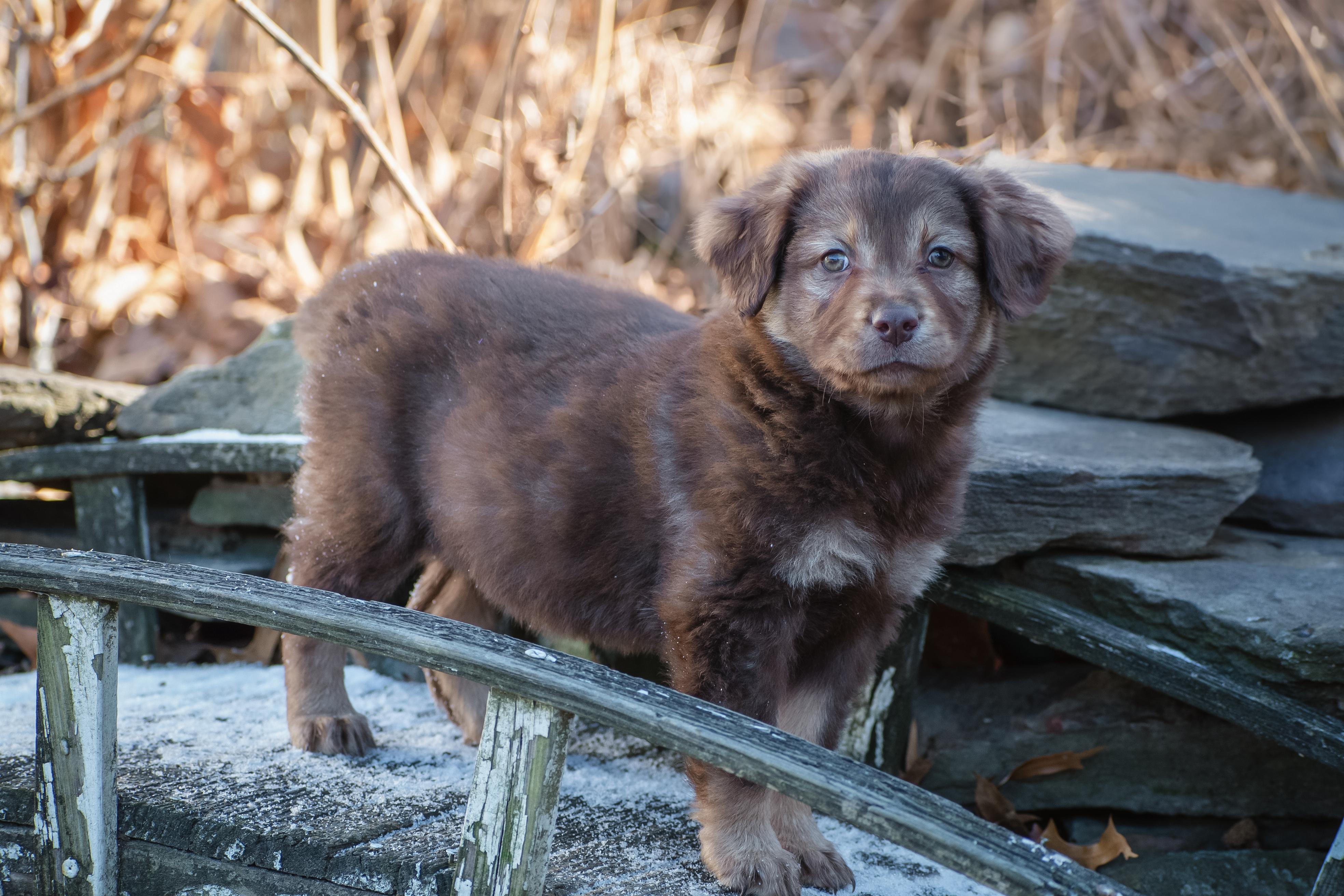 Enlarge Extended Warranty, an adopted mixed breed in Millersville, MD image 5/5