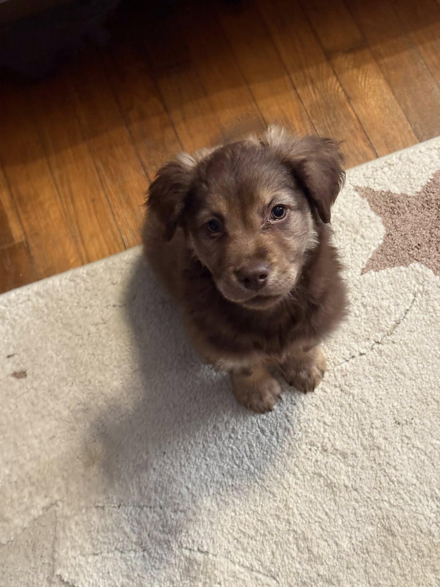 Extended Warranty, adopted, Puppy Female Australian Shepherd & Siberian Husky.