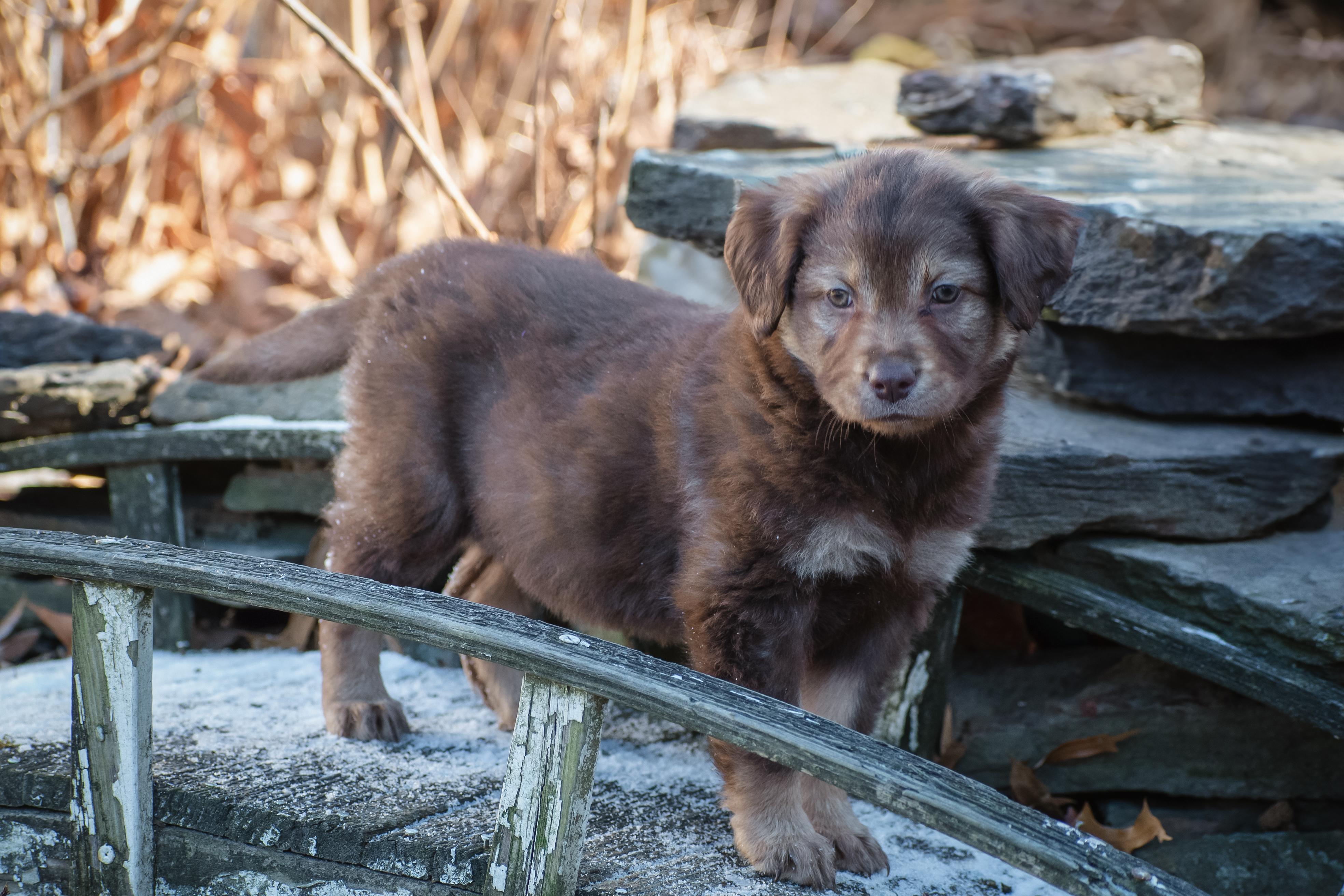 Enlarge Extended Warranty, an adopted mixed breed in Millersville, MD image 4/5