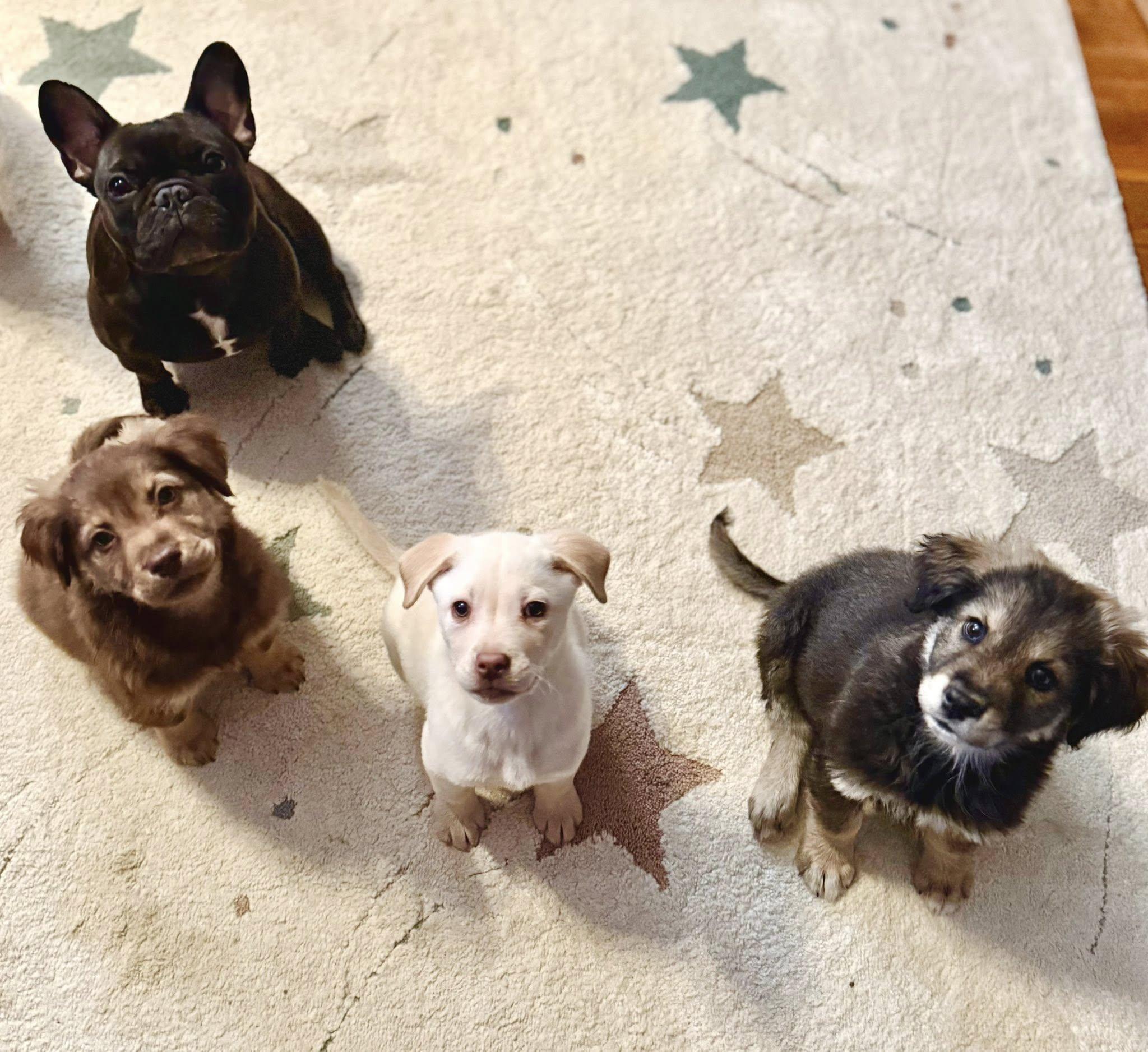 Enlarge Extended Warranty, an adopted mixed breed in Millersville, MD image 2/5