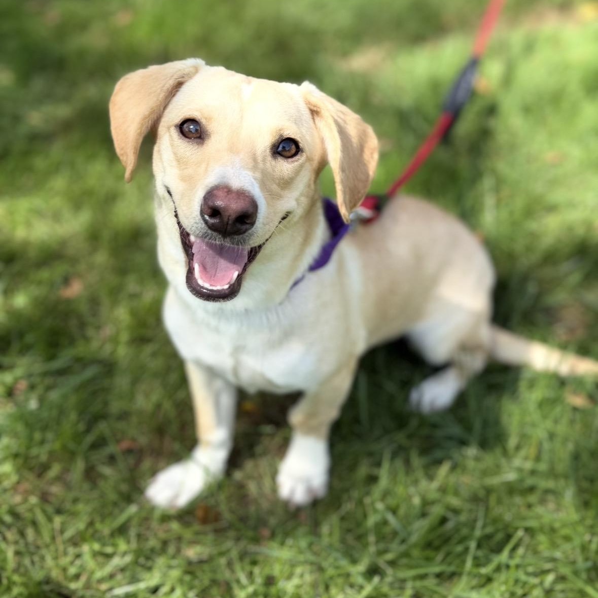 Enlarge Vanilla, a Adoptable Mixed Breed in Mendham, NJ image 1/3