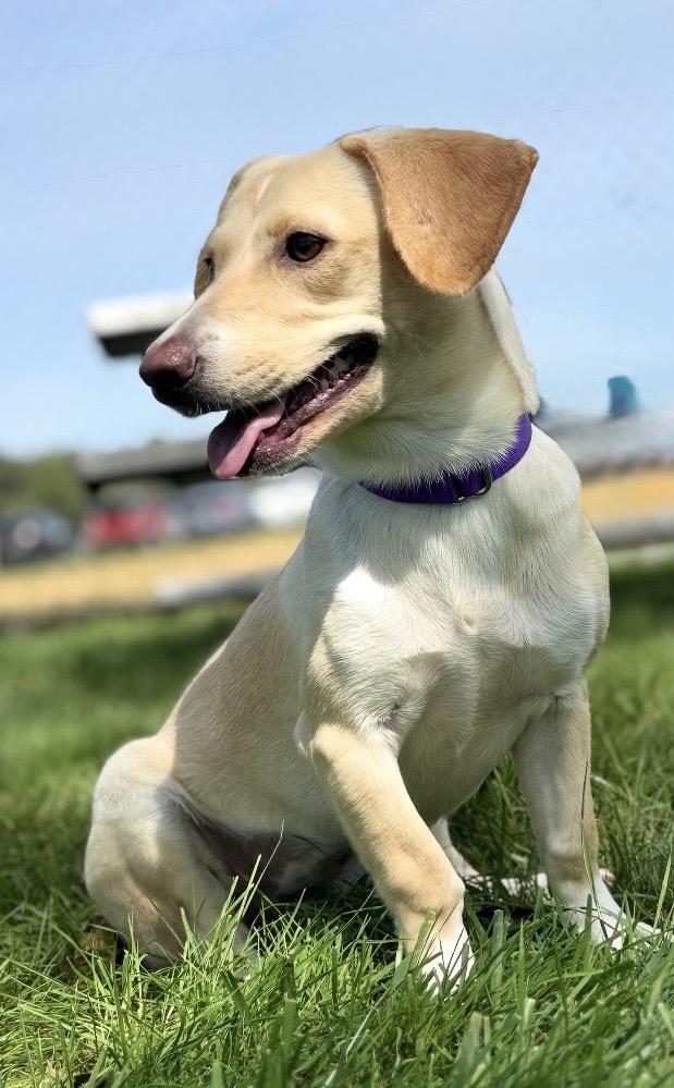 Enlarge Vanilla, a Adopted Mixed Breed in Mendham, NJ image 2/5