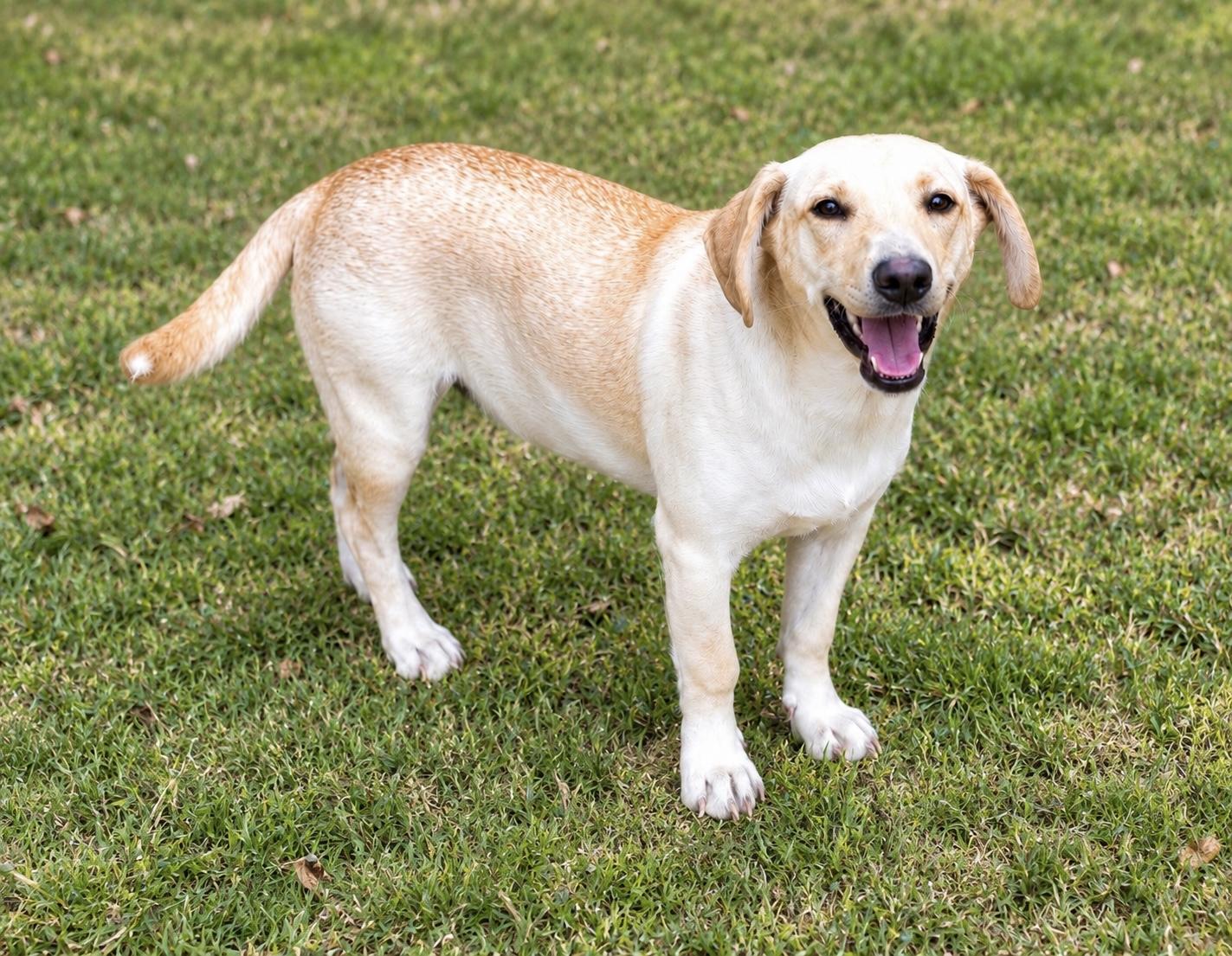 Enlarge Vanilla, a Adoptable Mixed Breed in Mendham, NJ image 2/3
