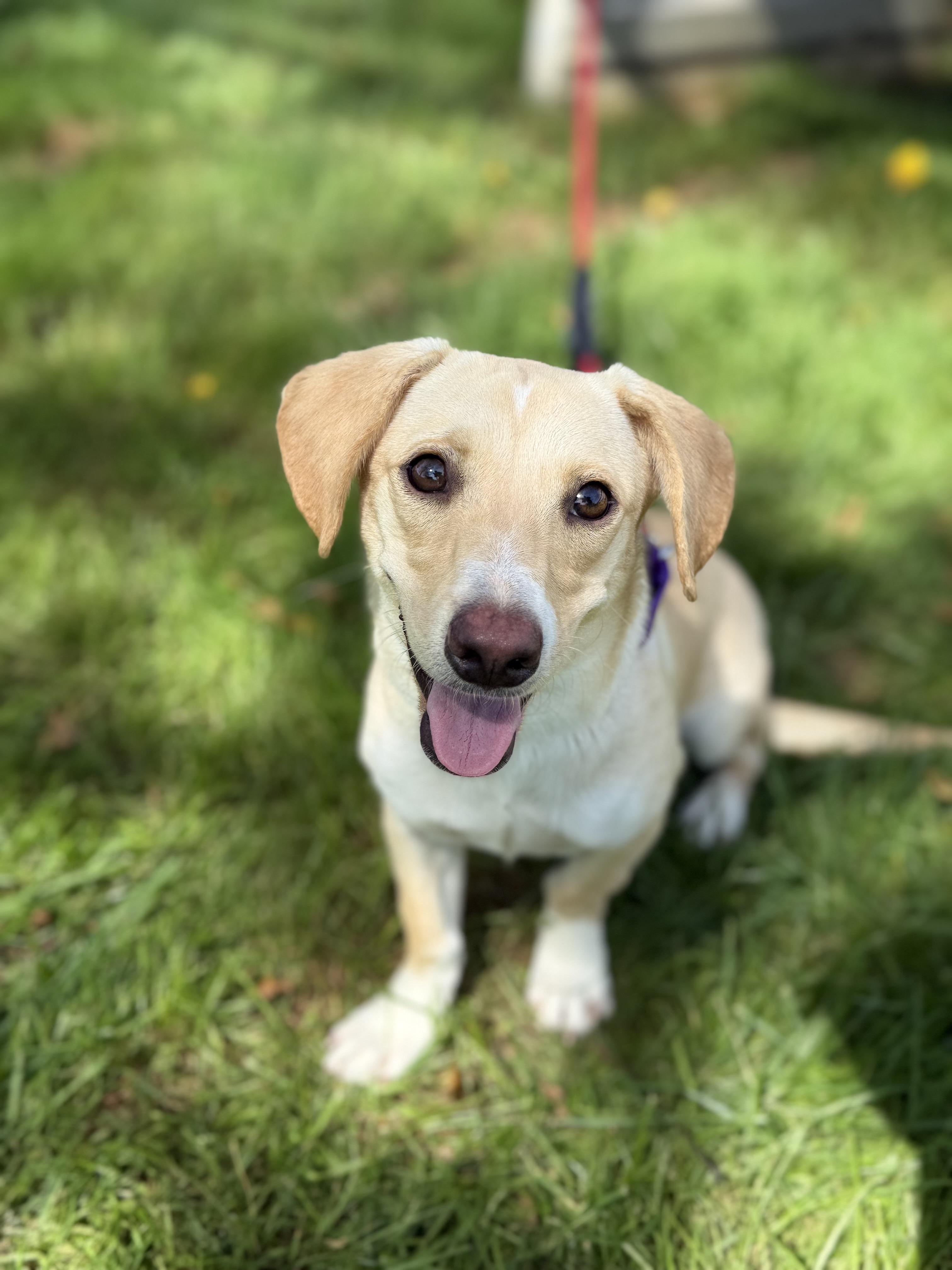 Enlarge Vanilla, a Adoptable Mixed Breed in Mendham, NJ image 3/3