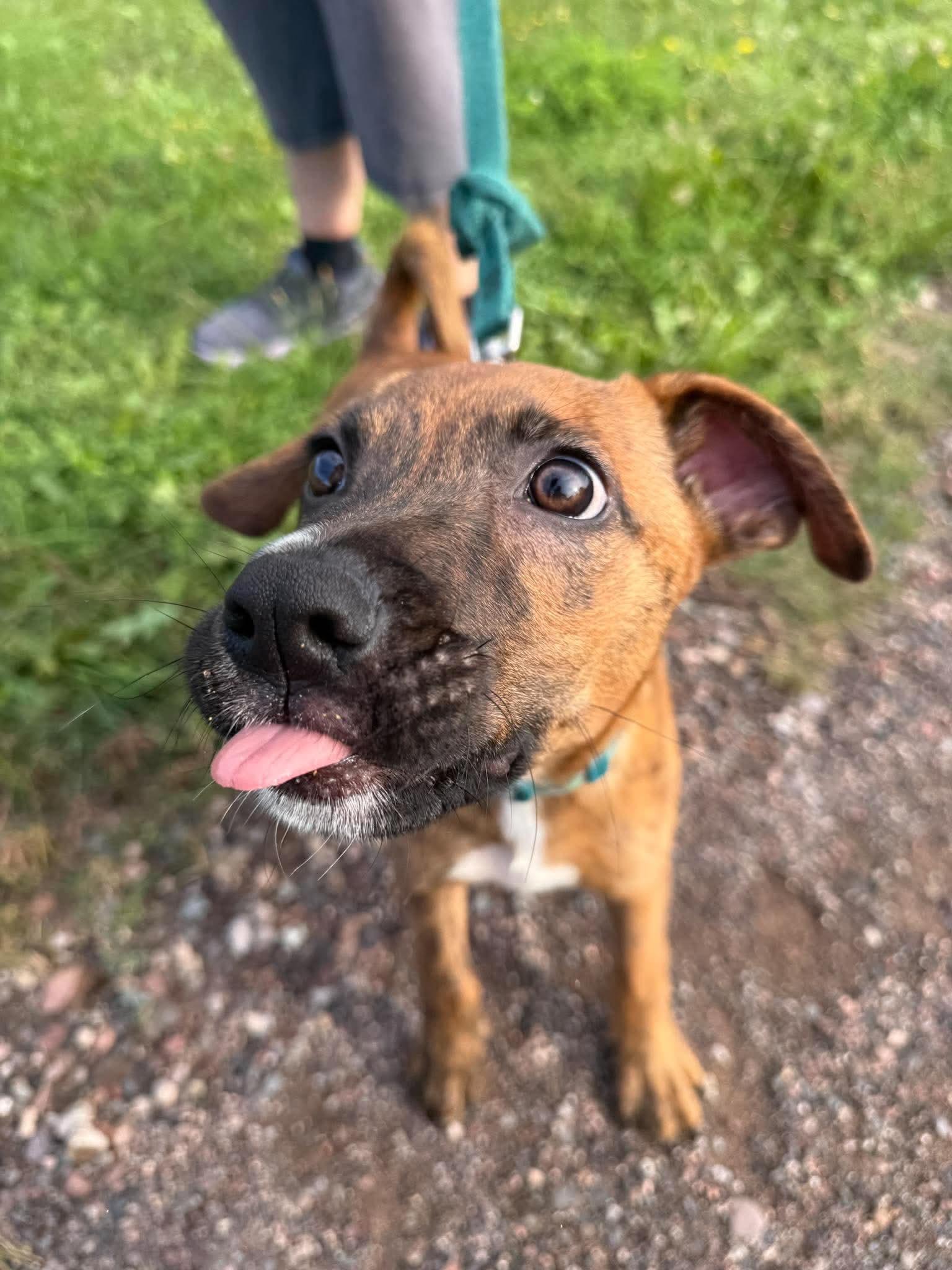 Enlarge Kobe, a Adoptable Terrier in Duluth, MN image 1/3