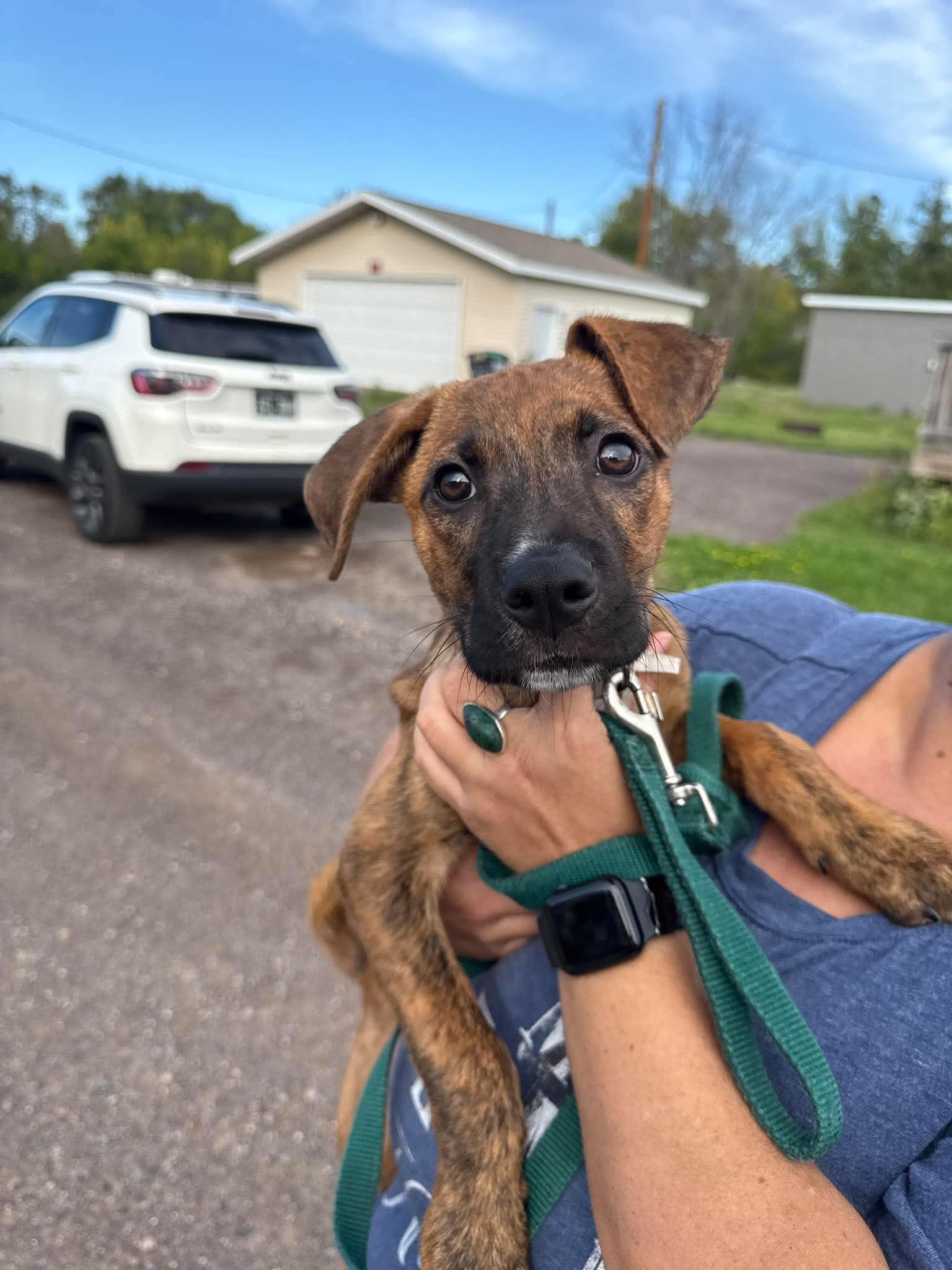 Enlarge Kobe, a Adoptable Terrier in Duluth, MN image 2/3
