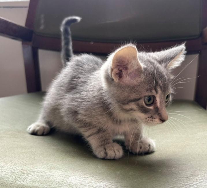 Hermione, an adoptable Domestic Short Hair in Little Falls, MN, 56345 | Photo Image 1