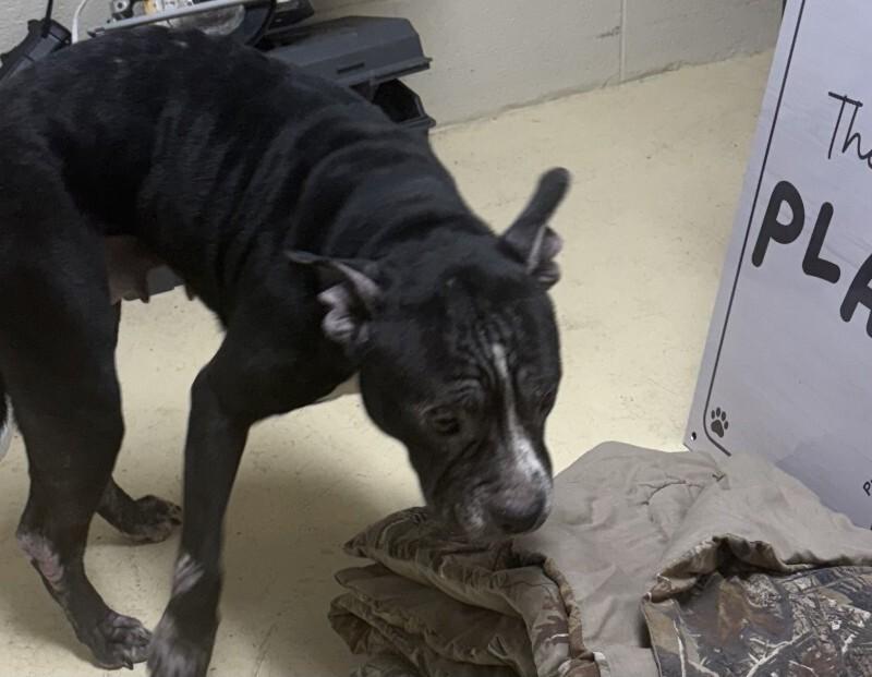 Cassie 12/26/2025, Adoptable, Adult Female Pit Bull Terrier.