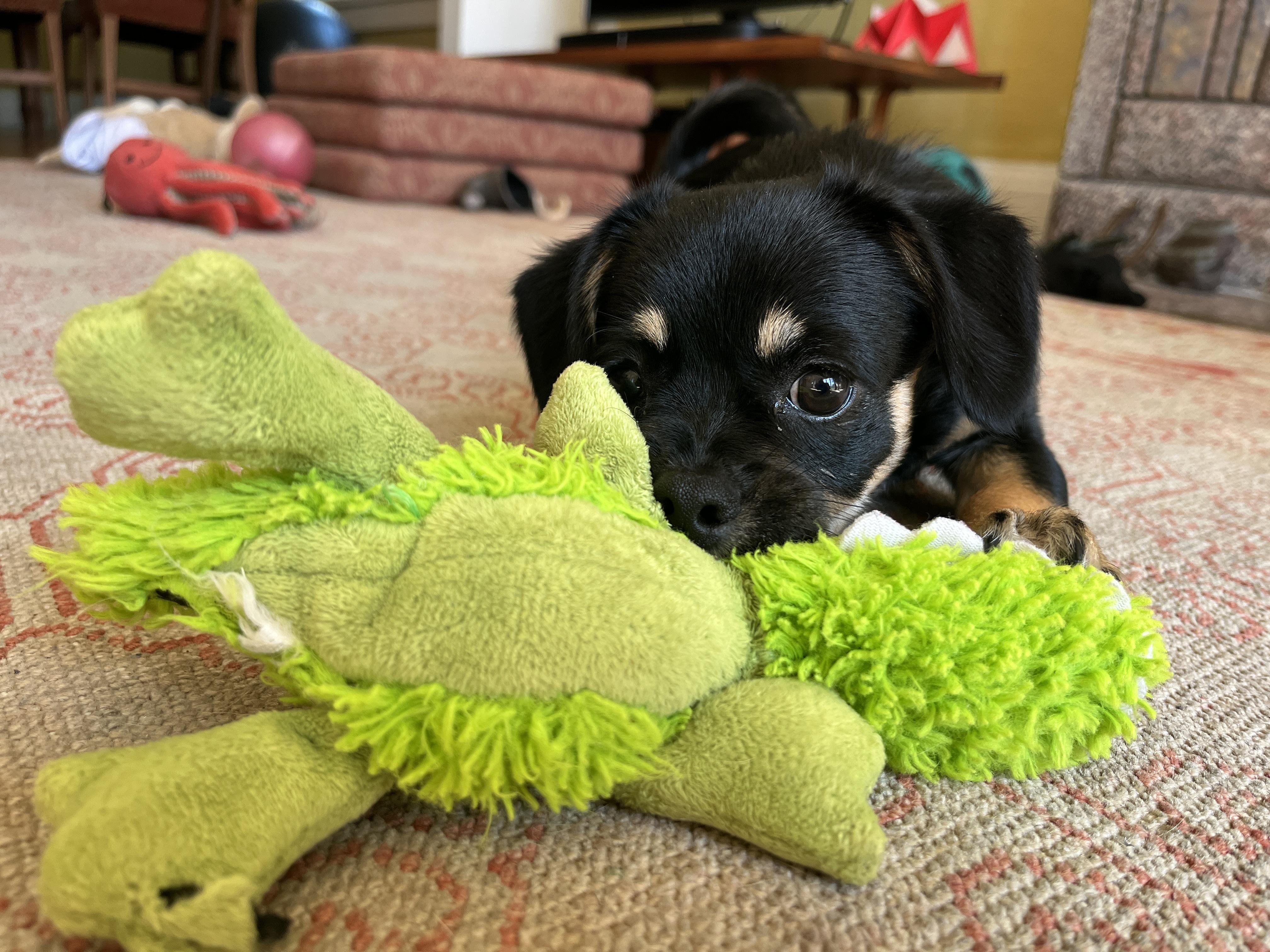 Dulcie, a ADOPTABLE mixed breed in Emeryville, CA image 3/6