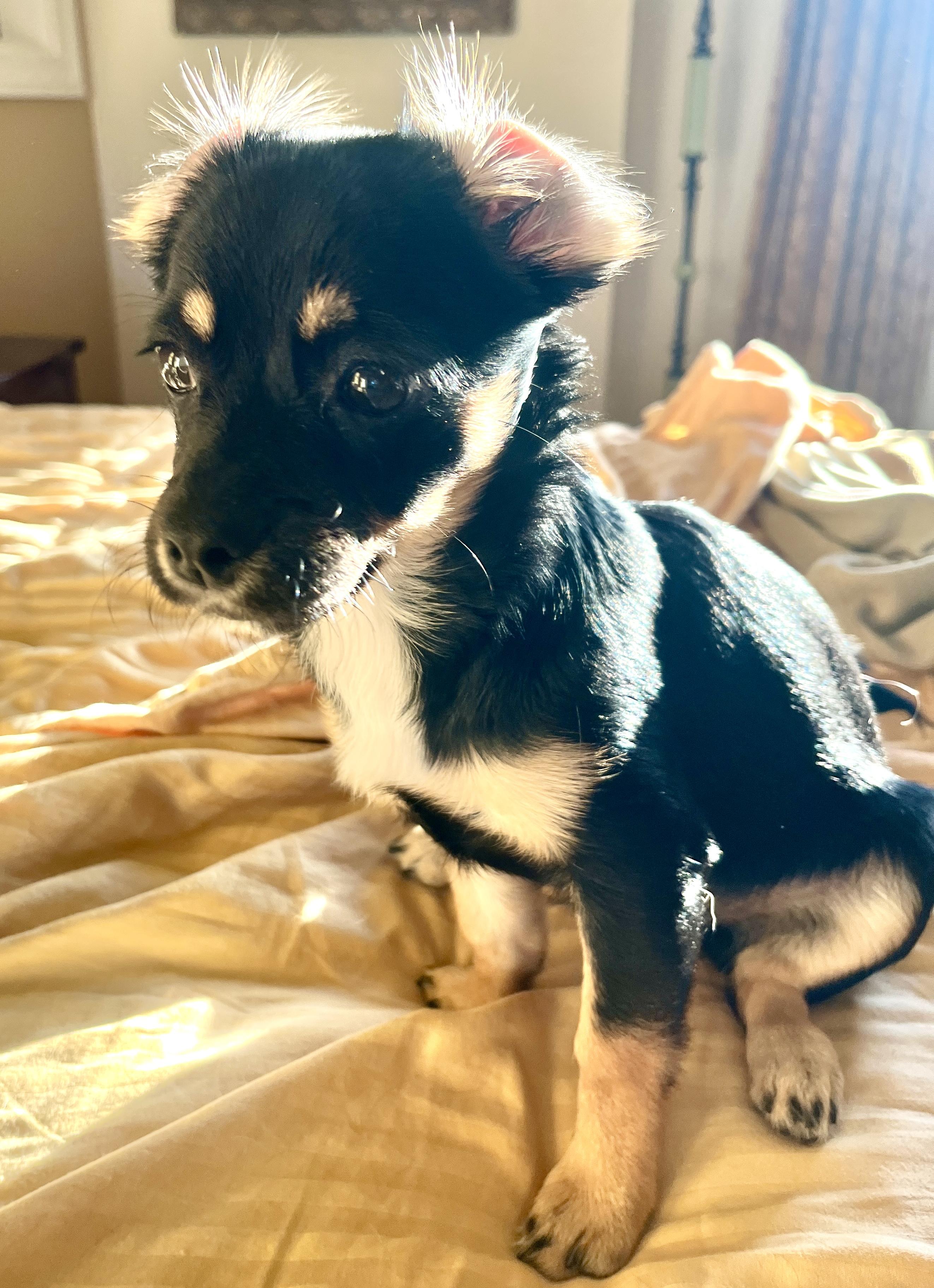 Dulcie, a ADOPTABLE mixed breed in Emeryville, CA image 5/6