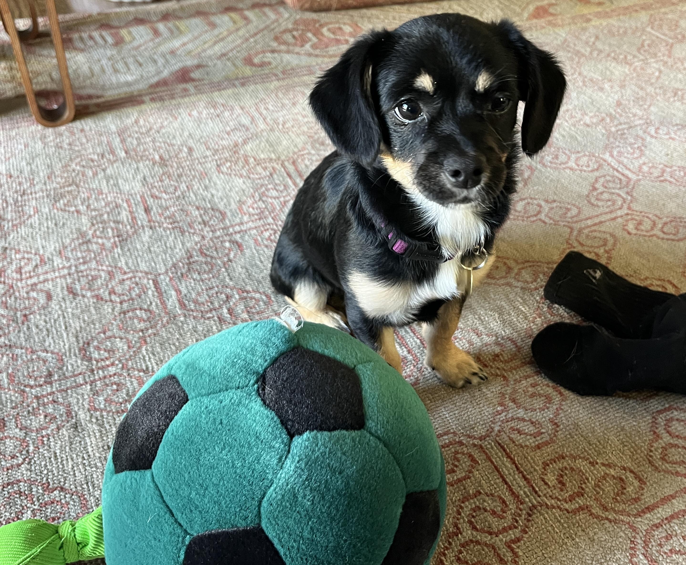 Dulcie, ADOPTABLE, Puppy Female Chihuahua.