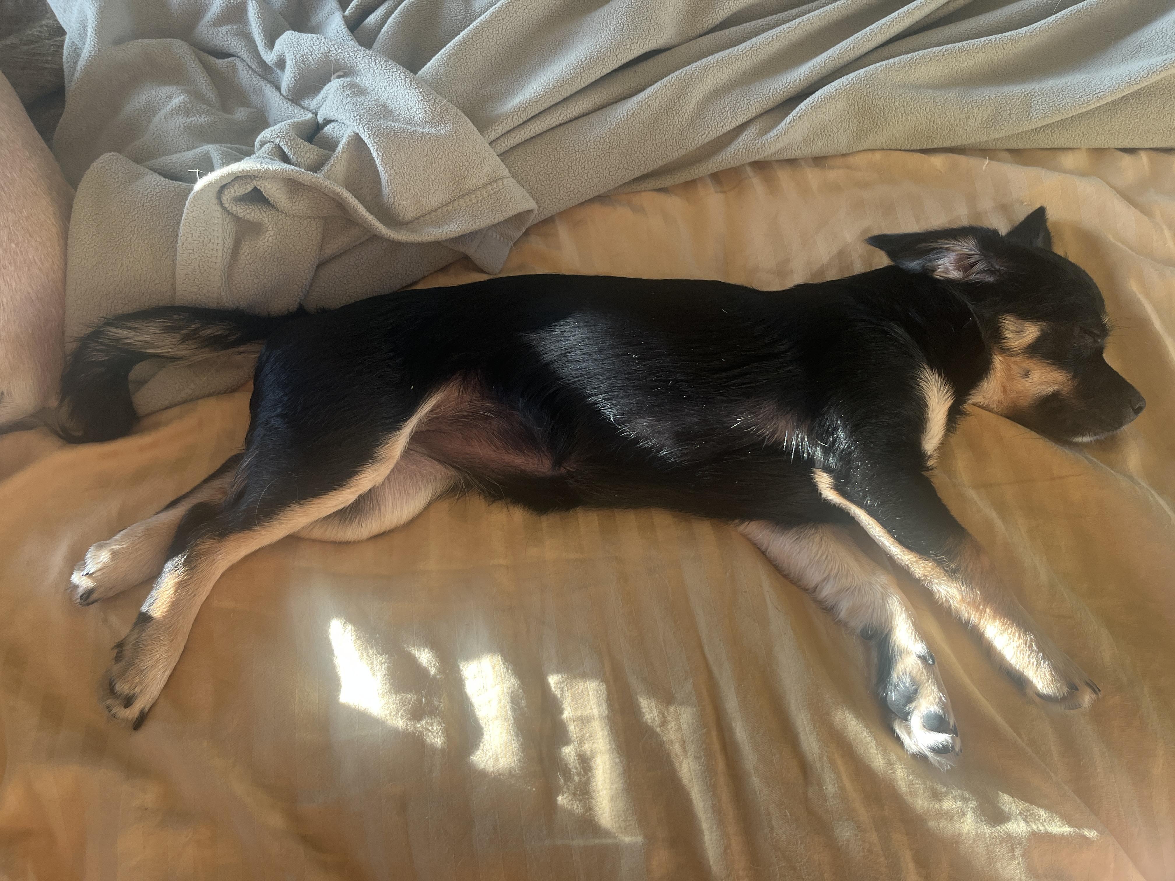 Dulcie, a ADOPTABLE mixed breed in Emeryville, CA image 6/6