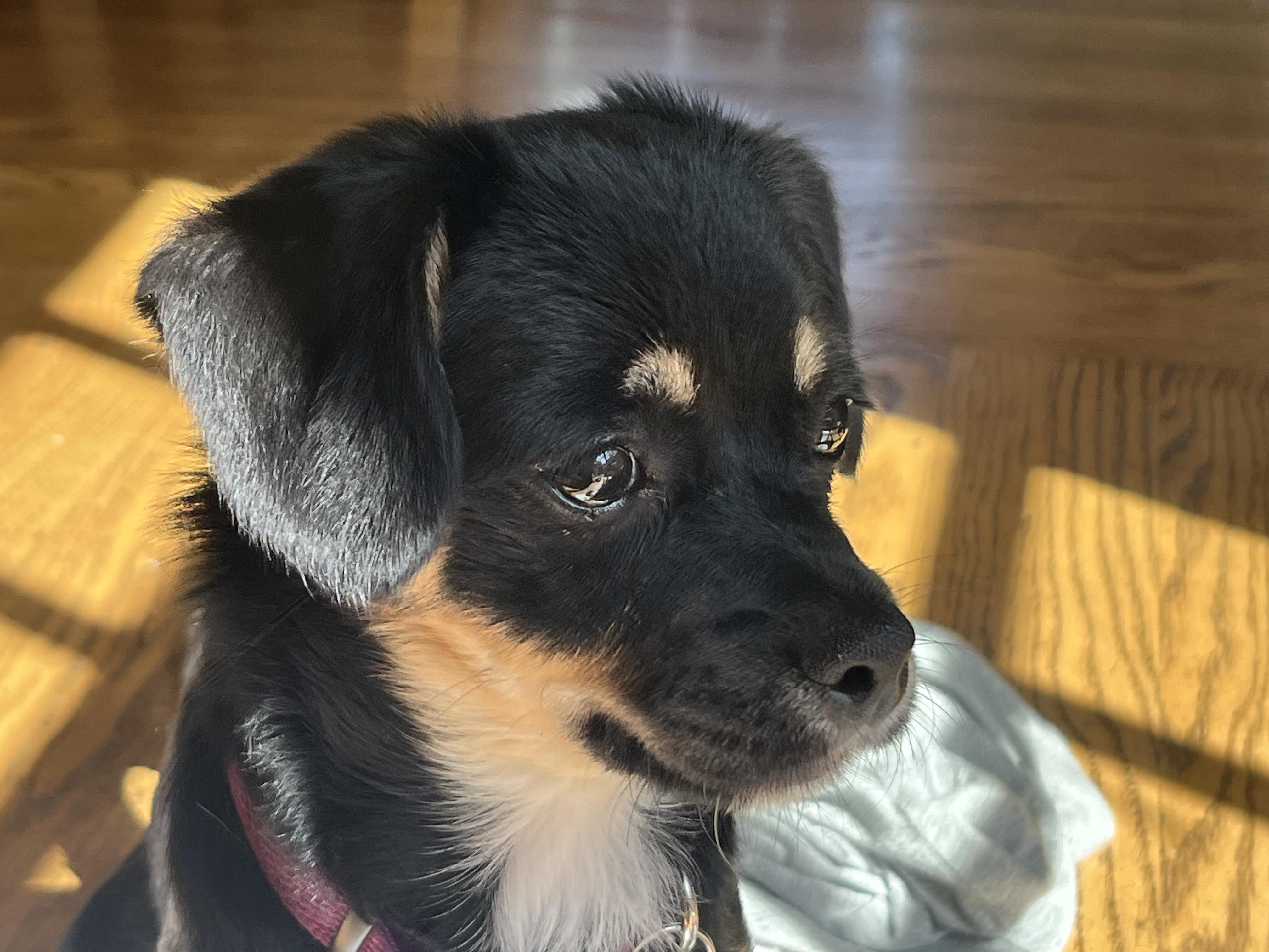 Dulcie, a ADOPTABLE mixed breed in Emeryville, CA image 2/6