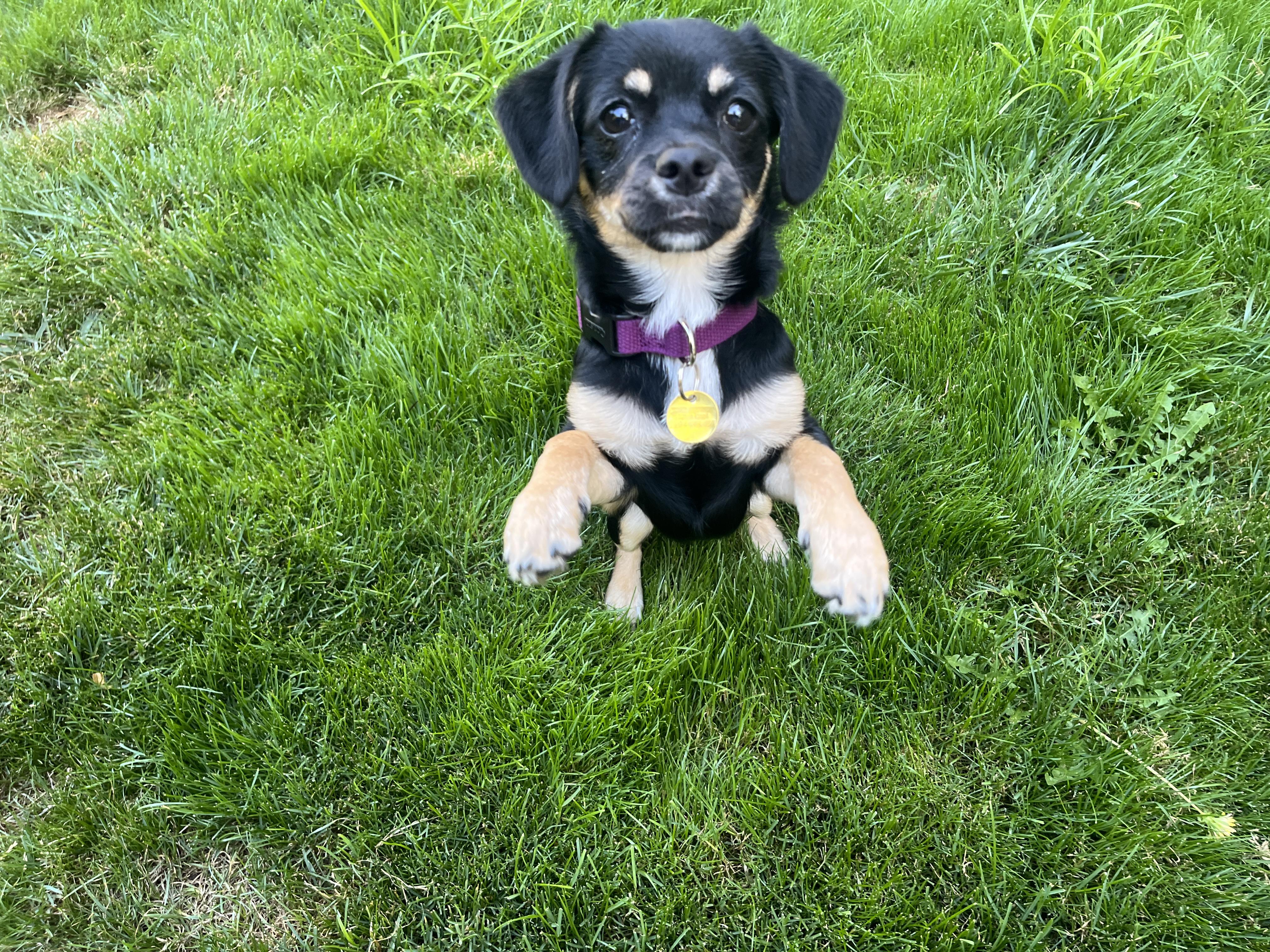 Dulcie, a ADOPTABLE mixed breed in Emeryville, CA image 4/6