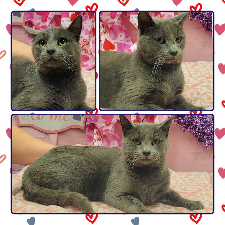 Enlarge STEELE, a ADOPTABLE Domestic Short Hair in Buckhannon, WV image 1/1