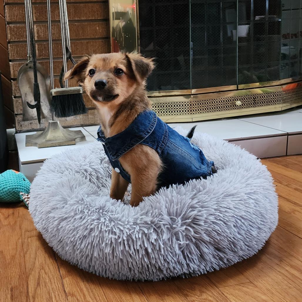 Enlarge Courage, a Adoptable mixed breed in Boulder, CO image 2/6