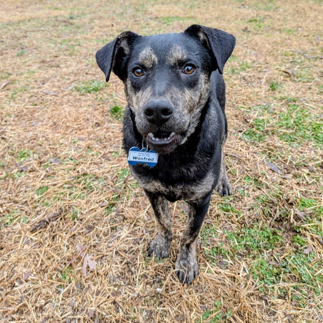 Woofred, a Adoptable Shepherd image 1/4
