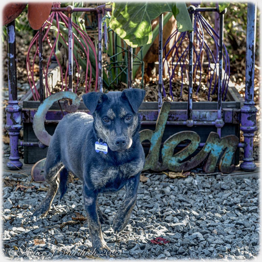 Woofred, a Adoptable Shepherd image 2/4