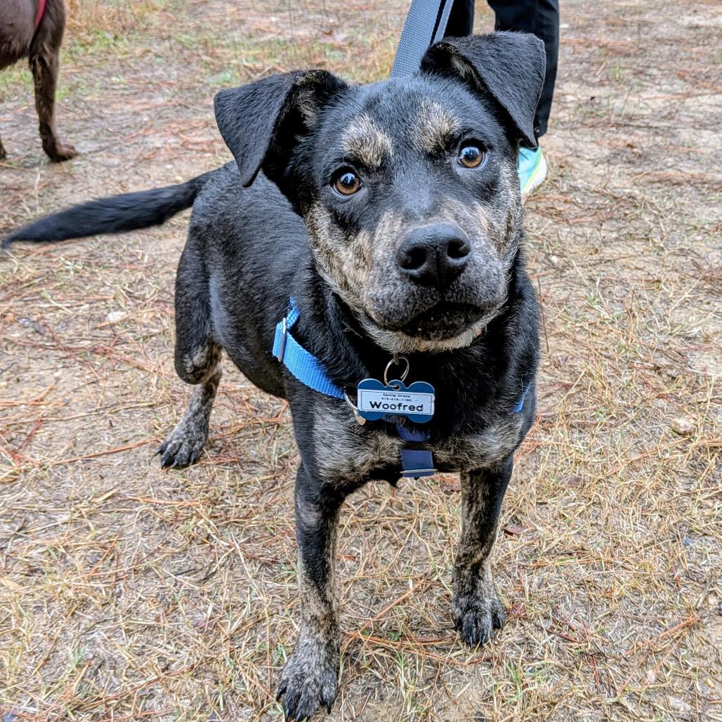 Woofred, a Adoptable Shepherd image 3/4
