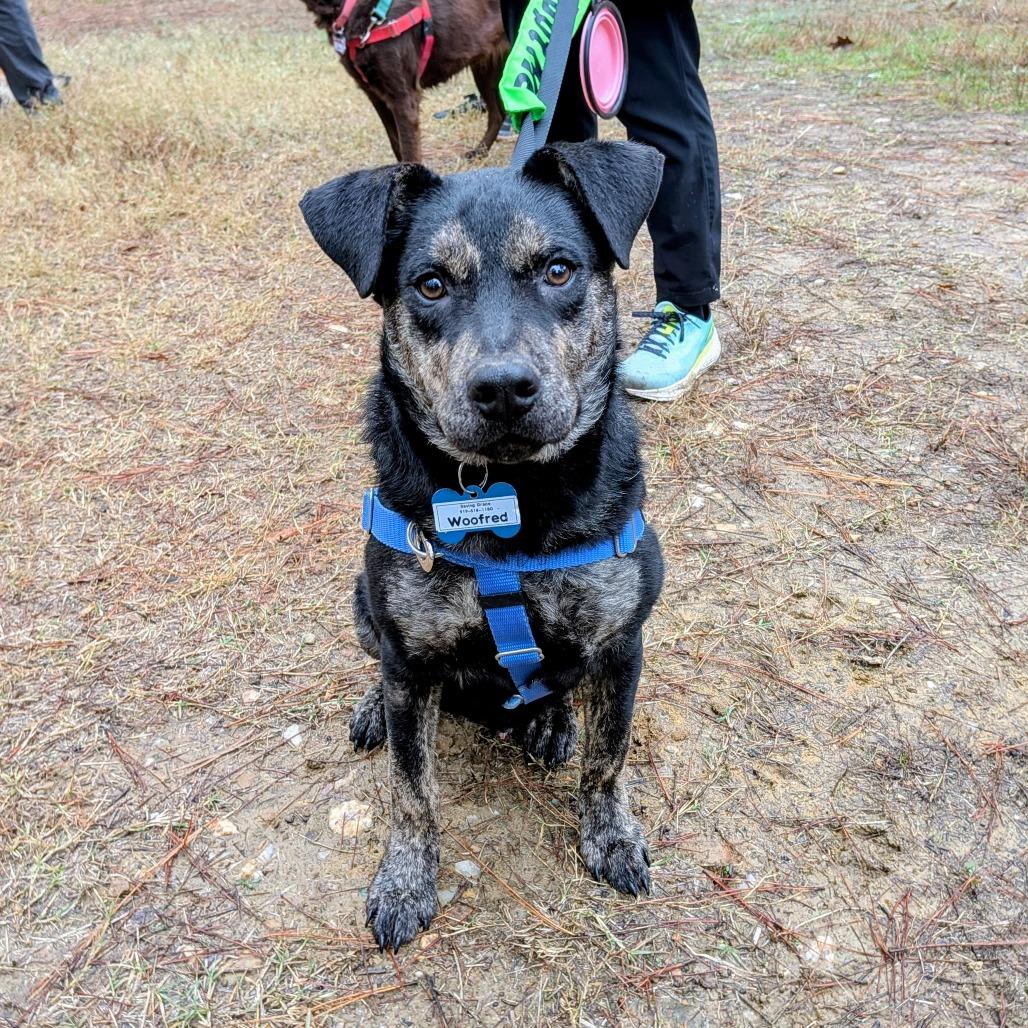 Woofred, a Adoptable Shepherd image 4/4