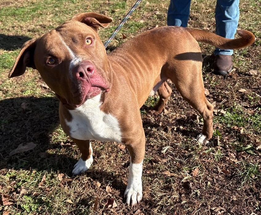 Enlarge Poppy, a ADOPTABLE mixed breed in Columbus, IN image 1/4