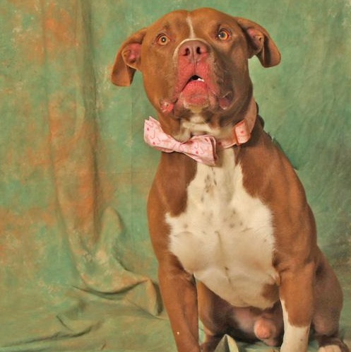 Enlarge Poppy, a ADOPTABLE mixed breed in Columbus, IN image 2/4