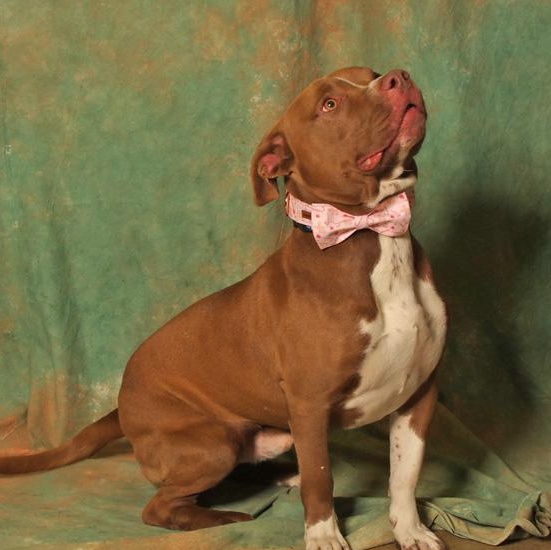 Enlarge Poppy, a ADOPTABLE mixed breed in Columbus, IN image 3/4