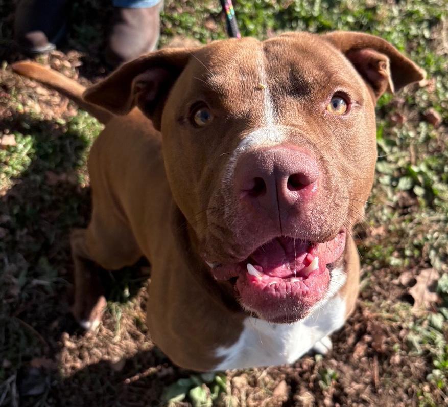 Enlarge Poppy, a ADOPTABLE mixed breed in Columbus, IN image 4/4
