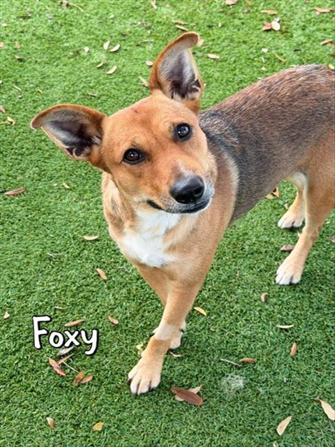 FOXY, Adoptable, Adult Female Terrier.