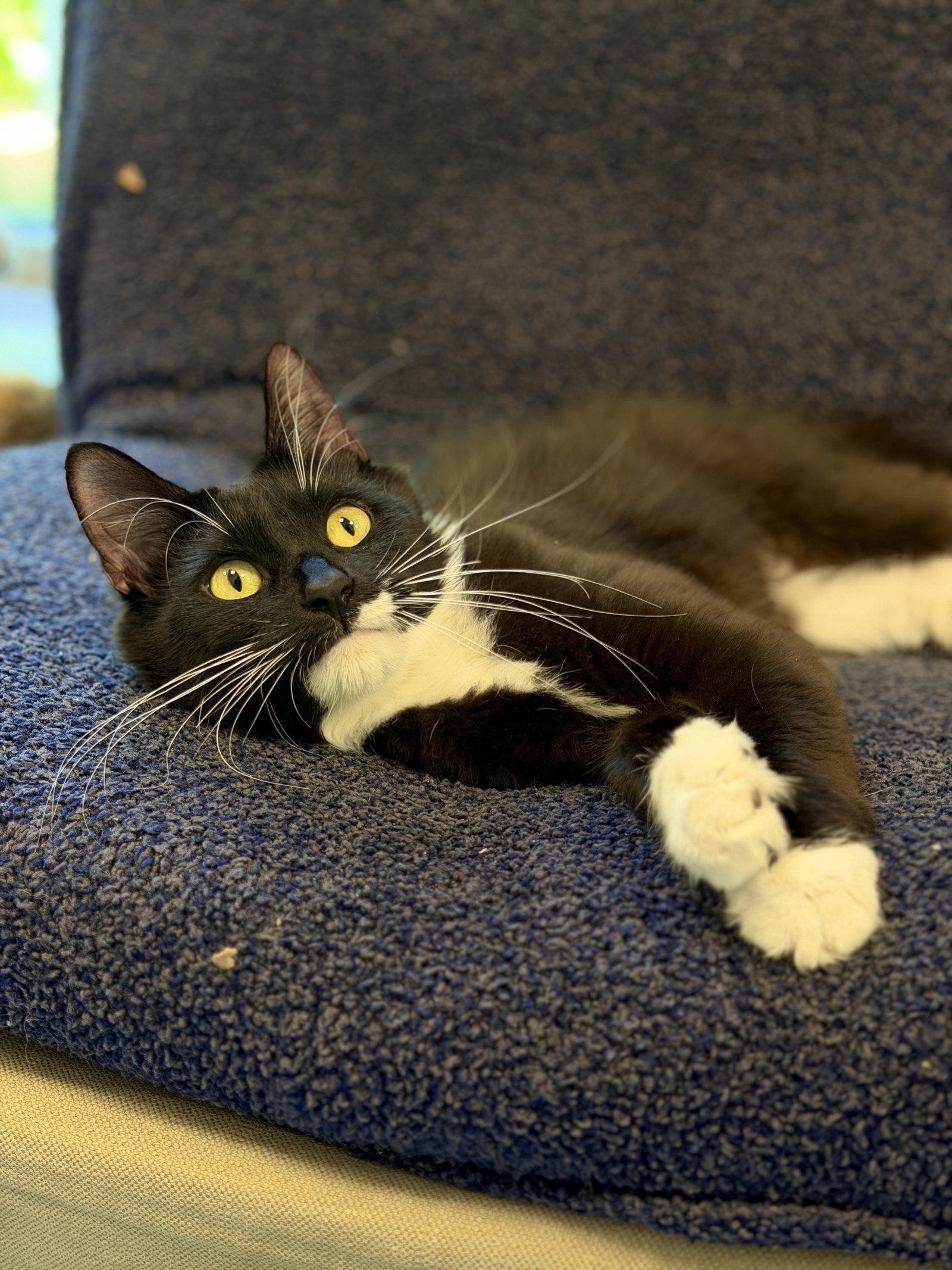Crystal, Adoptable, Adult Female Domestic Long Hair.
