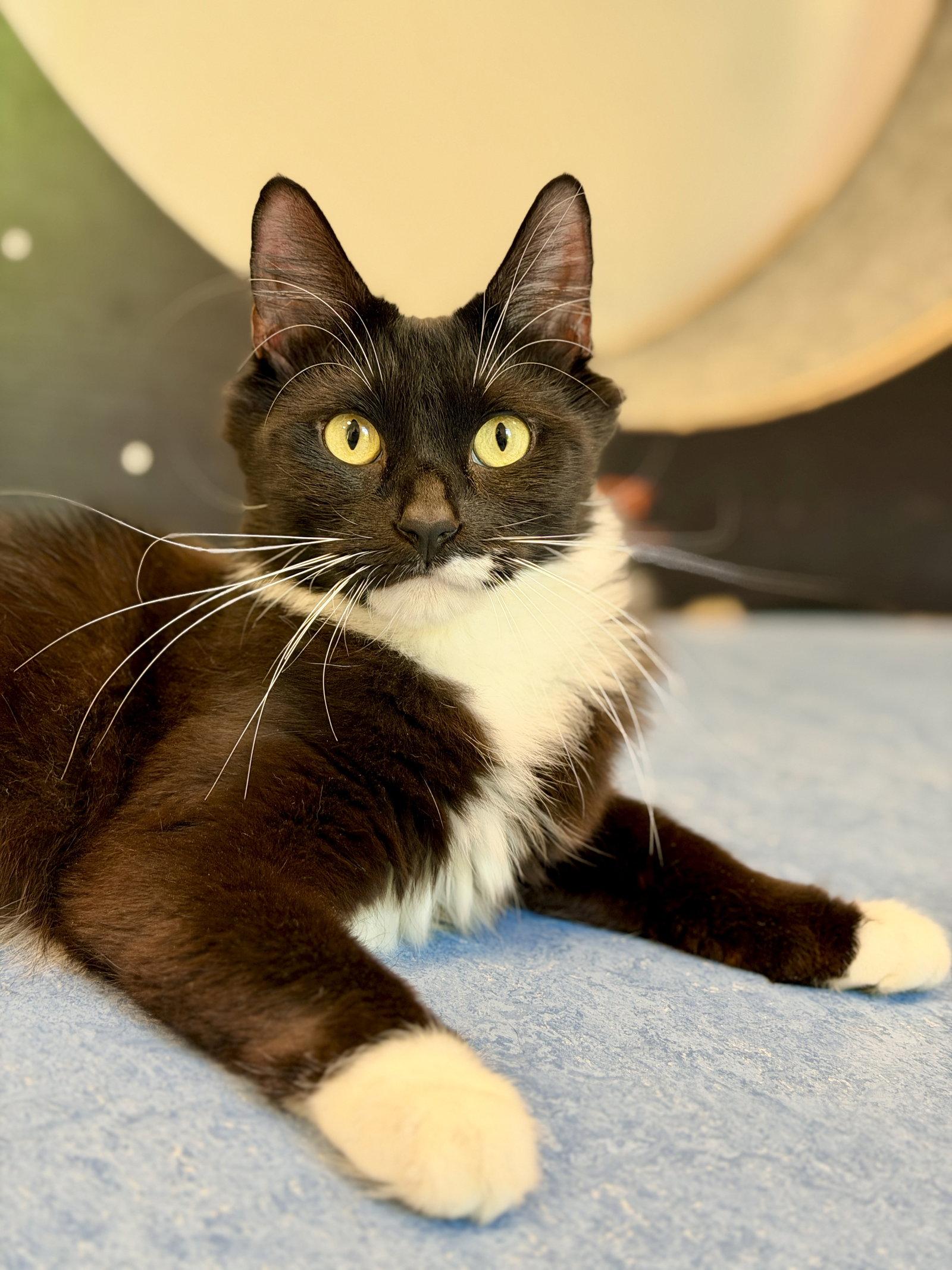 Crystal, a Adoptable Domestic Long Hair in West Cornwall, CT image 2/3