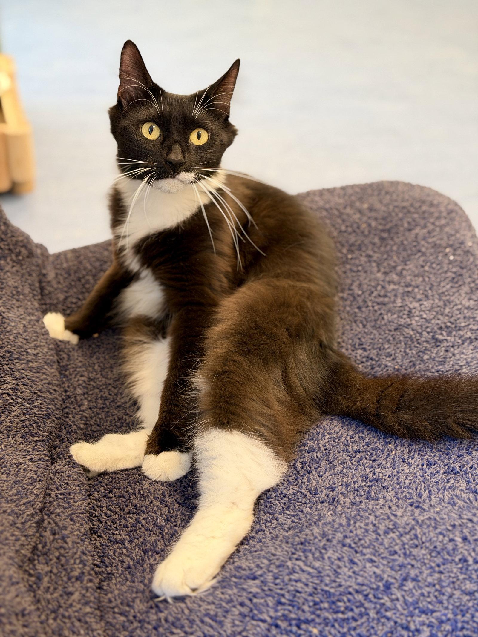 Crystal, a Adoptable Domestic Long Hair in West Cornwall, CT image 3/3