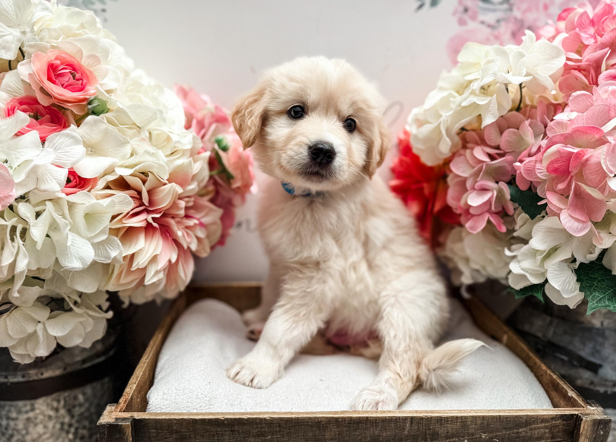 Langdon, adopted, Puppy Male Labrador Retriever & Great Pyrenees.