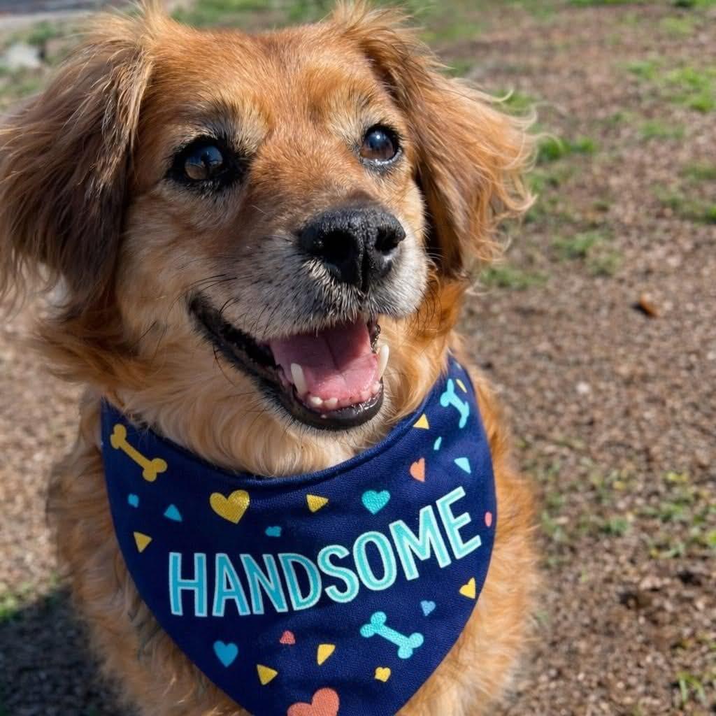 Enlarge Skeeter, a Adoptable mixed breed in Oregon City, OR image 3/6