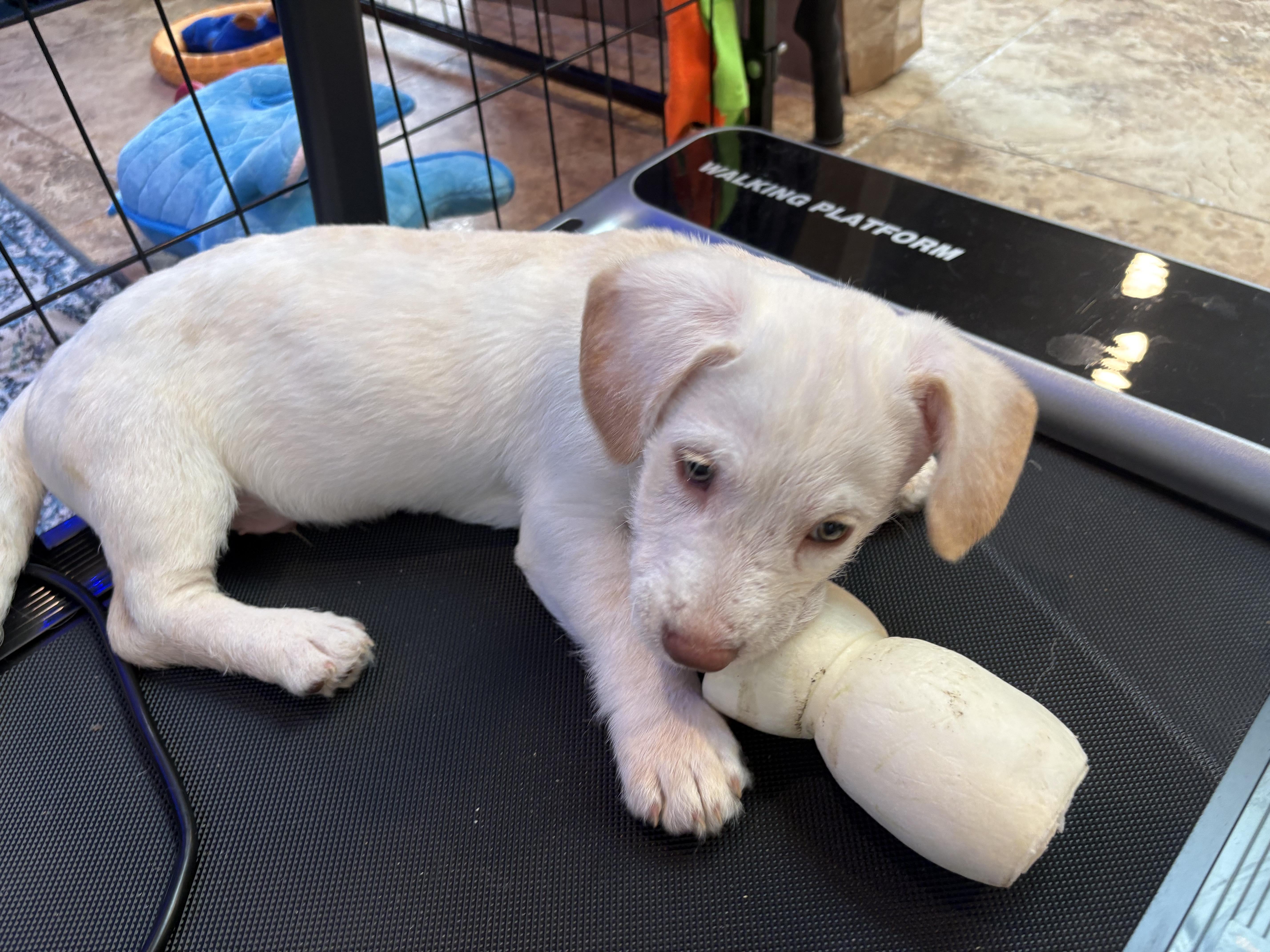 Enlarge Louie, an adopted mixed breed in Monroe Township, NJ image 3/6