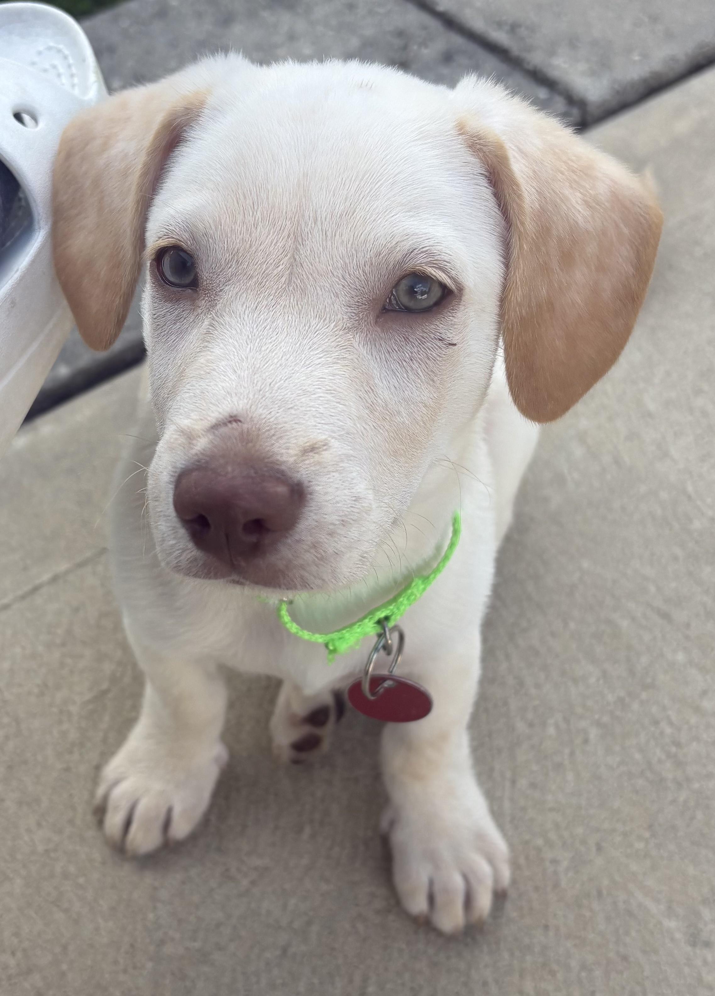 Enlarge Louie, an adopted mixed breed in Monroe Township, NJ image 2/6