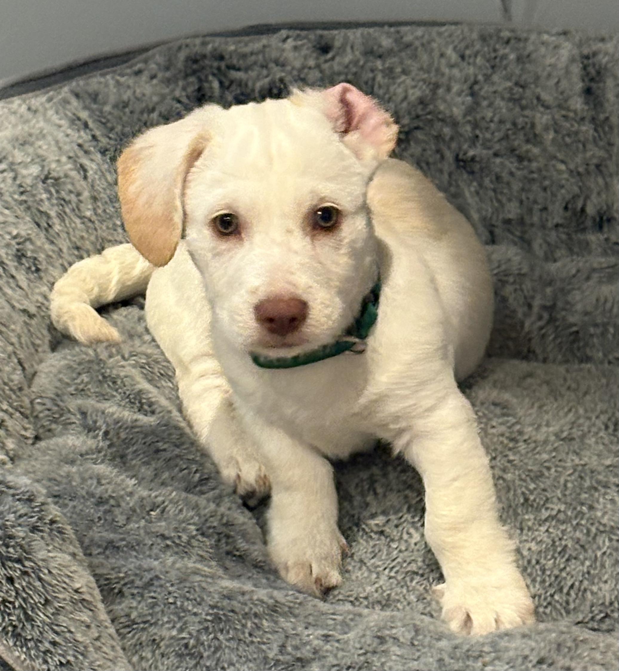 Enlarge Louie, an adopted mixed breed in Monroe Township, NJ image 4/6